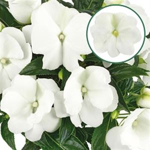 Bild von Impatiens New Guinea P12 White